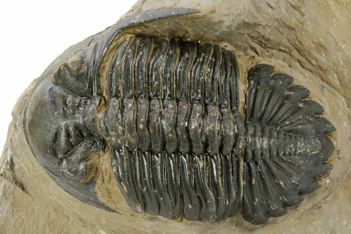 Detailed Hollardops Trilobite - Foum Zguid, Morocco #363170